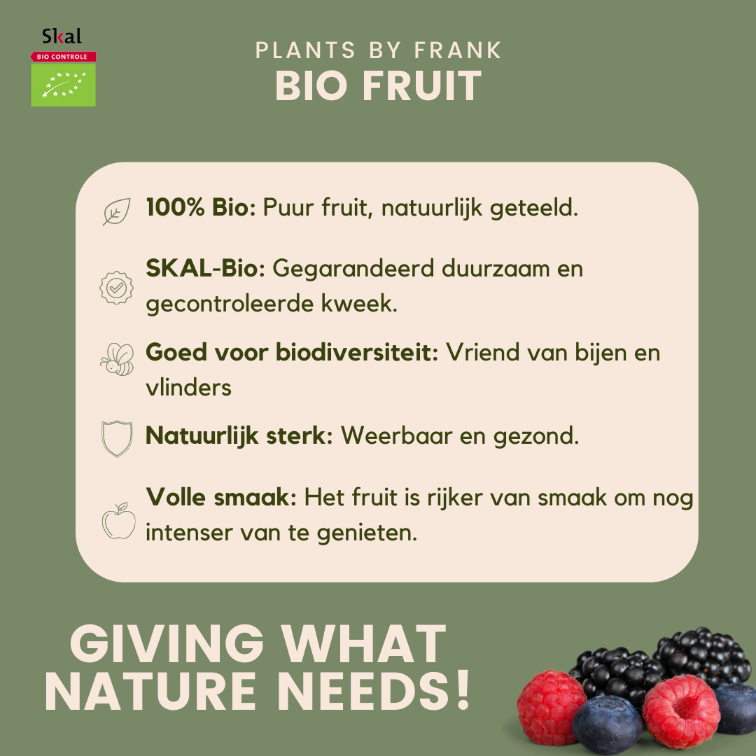 3 x Biologische kiwiplanten - Ø 13 cm - ↨ 20 cm