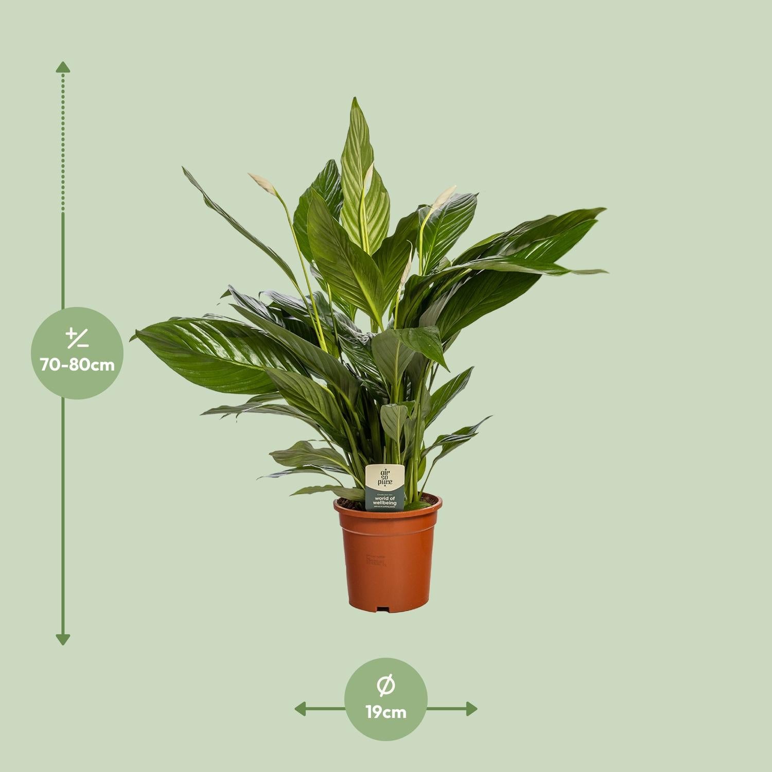Spathiphyllum Bingo Cupido - Ø19cm - ↕80cm, groene plant in een terracotta pot, met glossy bladeren en witte bloemen, indoor kamerplant.