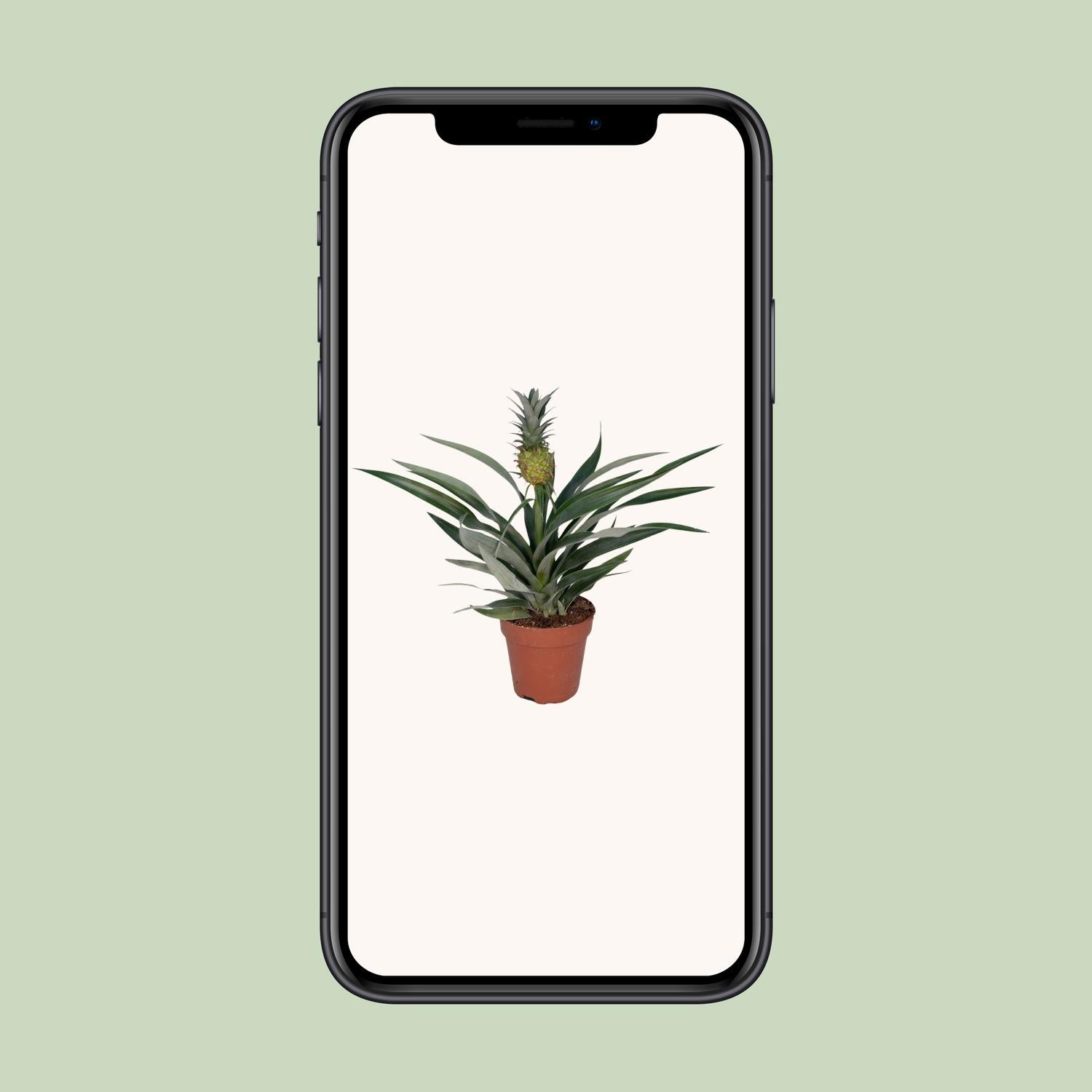 Bromelia Pineapple - Ø12cm - ↕30cm in a brown planter on a light background, displaying spiky green leaves.