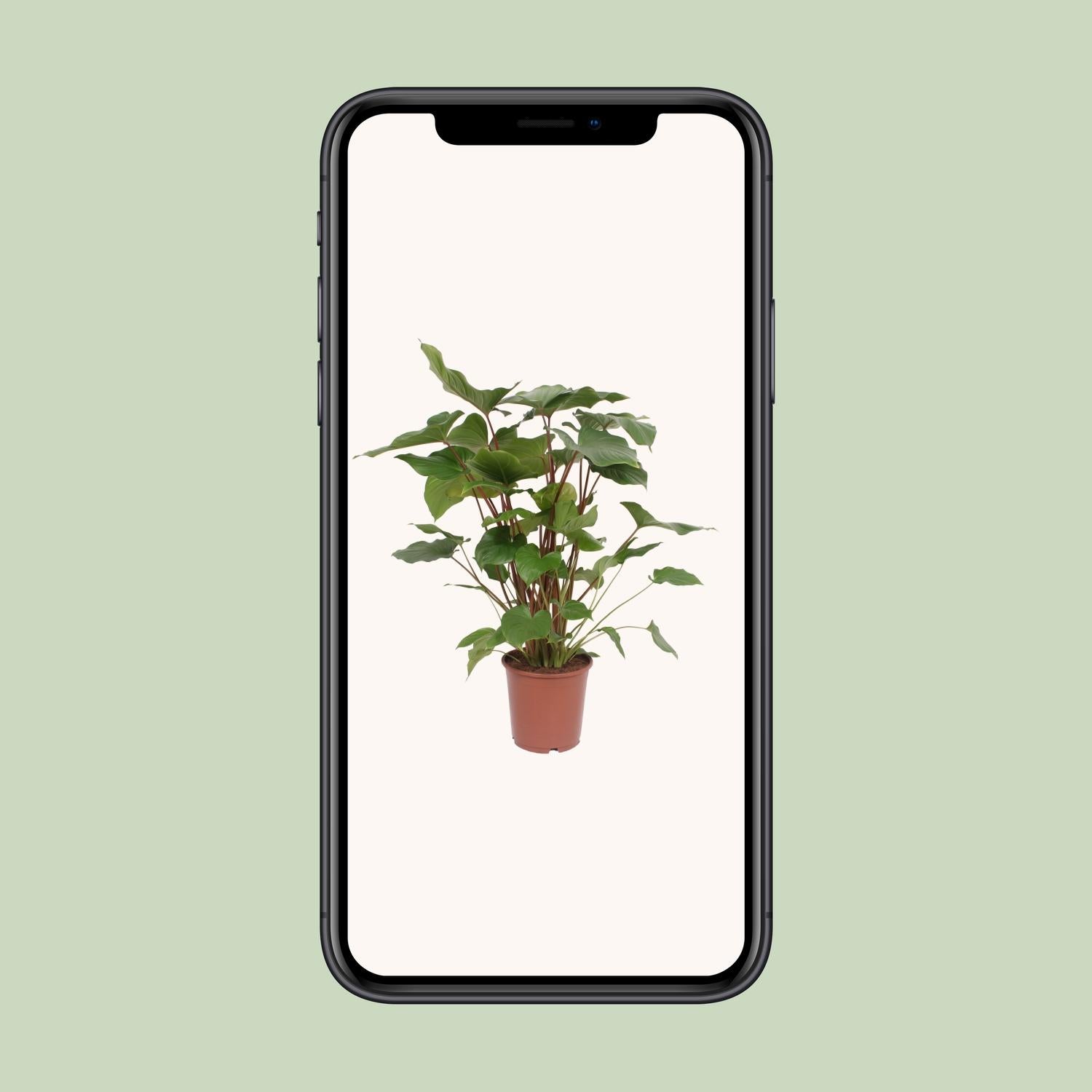 Homalomena Rubescens Maggy - Ø24cm - ↕90cm in een bruine plantenpot, groene kamerplant op een lichte achtergrond.