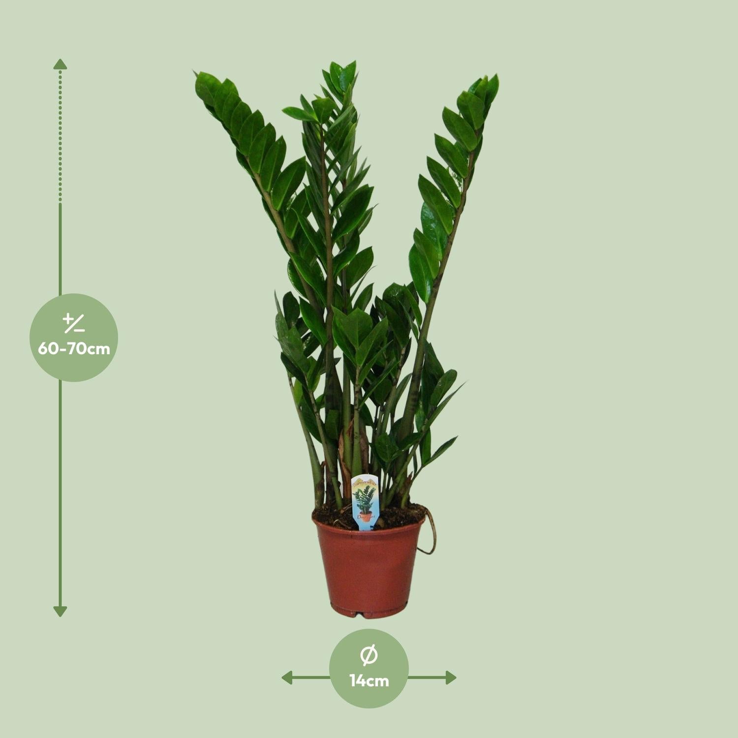 Zamioculcas Zamiifolia - Ø14cm - ↕50cm in een bruine plantenpot met groene bladeren op een groene achtergrond.
