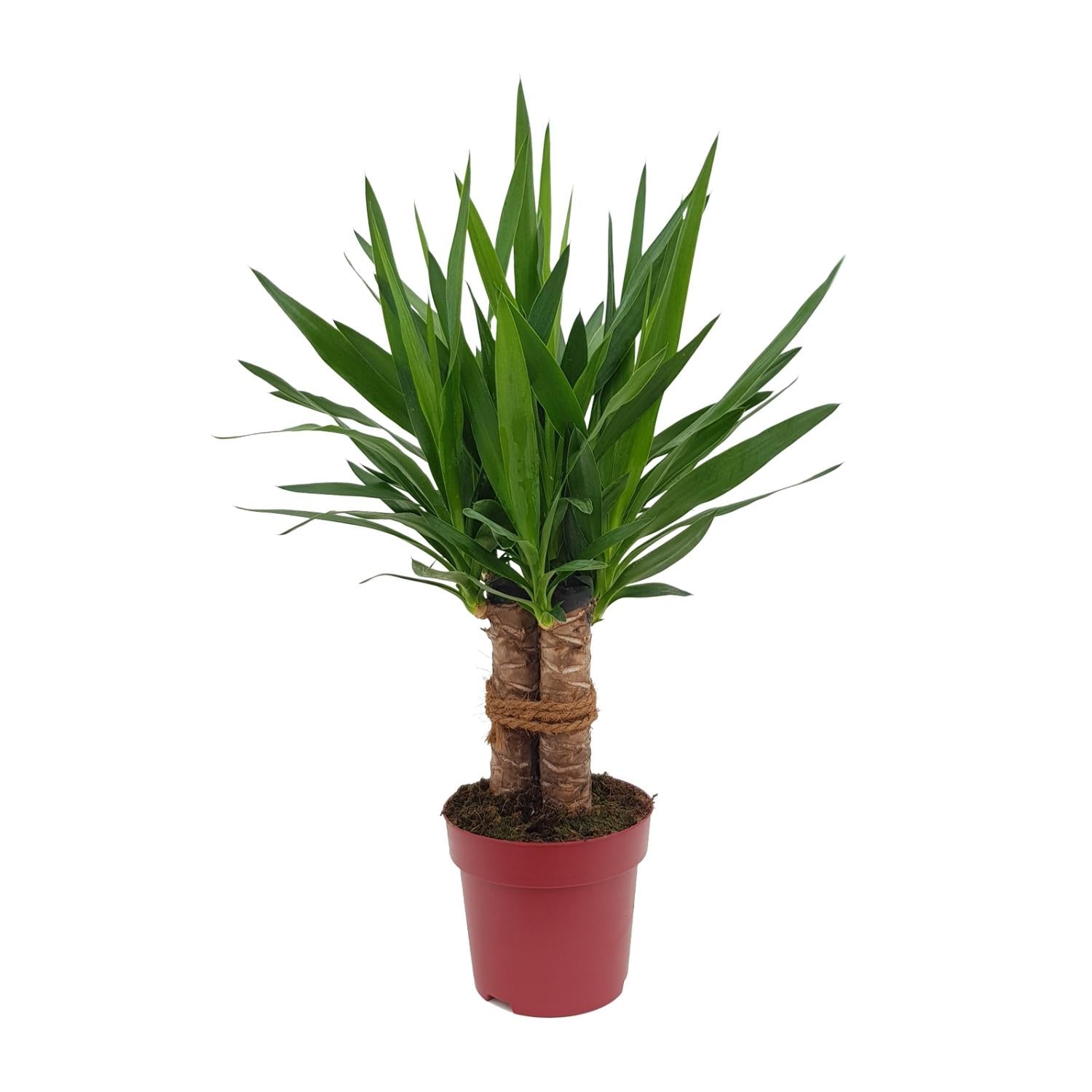 Yucca "Tres Cañas" 30 Stam P19 - Ø19cm - ↕70cm in een rode plantenpot, groene kamerplant met lange bladeren.