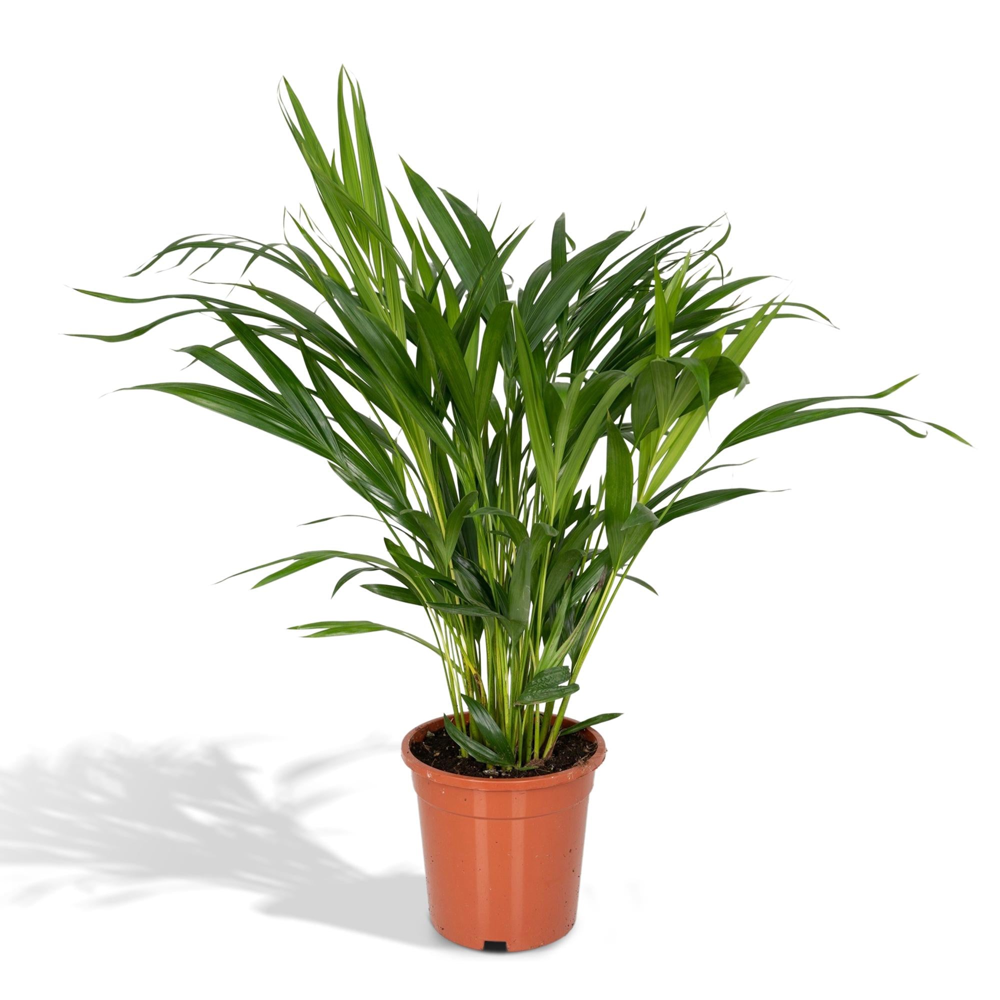 Dypsis Lutescens - Areca - Ø17cm - ↕60cm, groene kamerplant in een oranje plantenpot, met bladeren en schaduw.