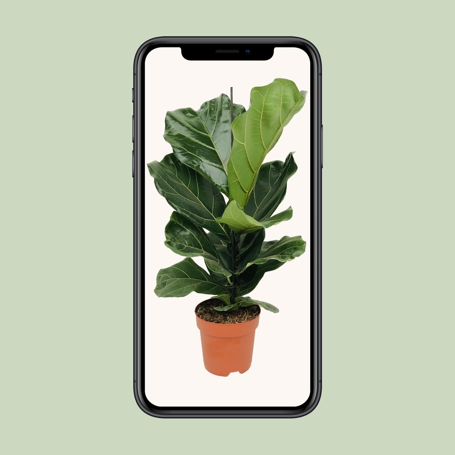 Ficus Lyrata - Ø17cm - ↕75cm in een oranje plantenpot, grote groene bladeren, zicht op telefoon met lichte achtergrond.