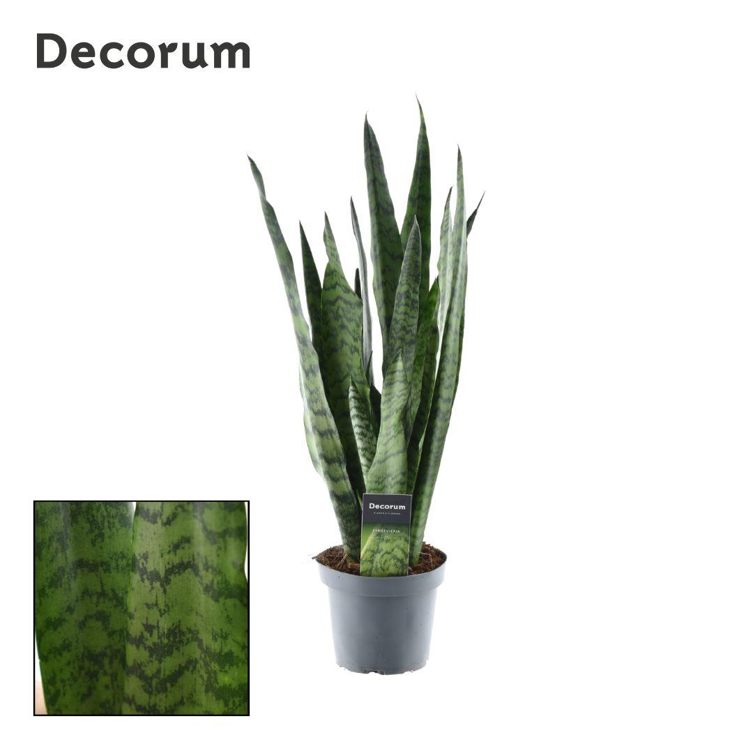 Sansevieria Zeylanica (Decorum) - Ø14cm - ↕55cm, groene kamerplant in zwarte plantenpot, met lange bladeren.