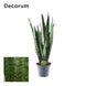 Sansevieria