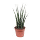 Sansevieria