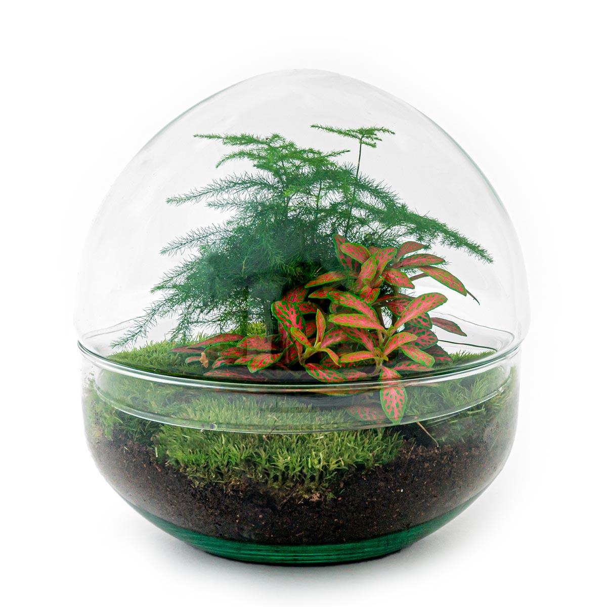 Terrarium Dome