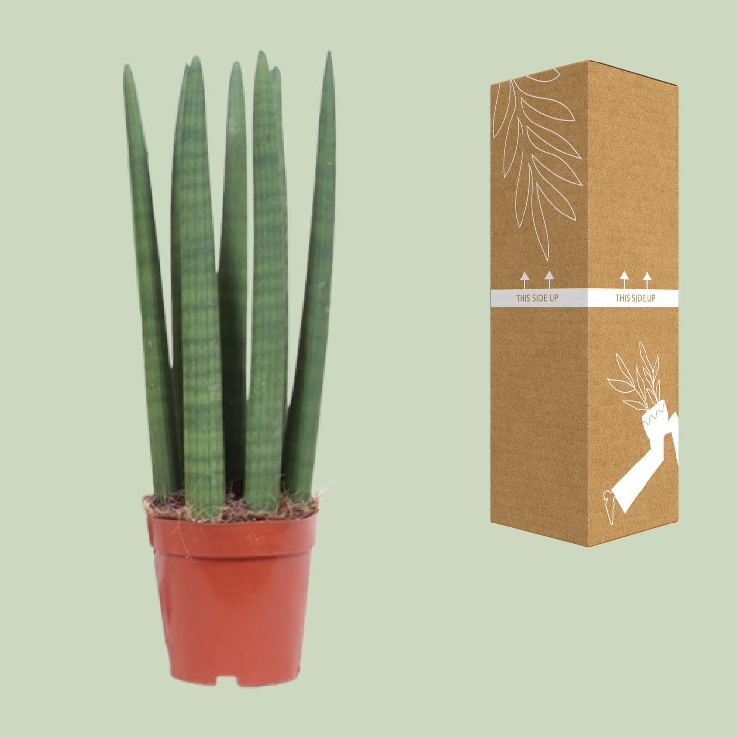 Sansevieria Straight - Ø12cm - ↕40cm in a red pot beside its eco-friendly packaging.
