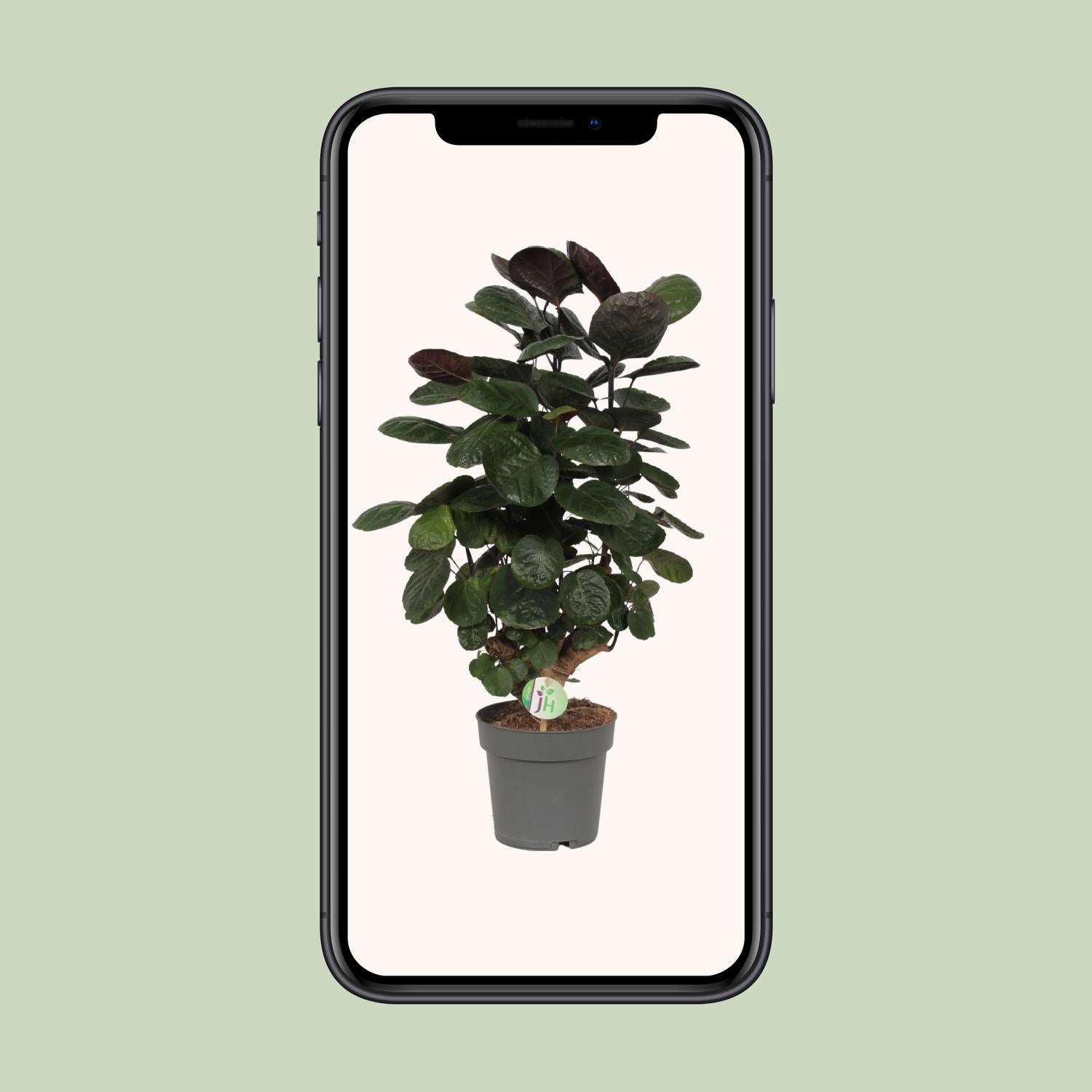 Polyscias Scutellaria Fabian - Ø19cm - ↕60cm in a gray pot, vibrant green leaves, displayed on a light background.