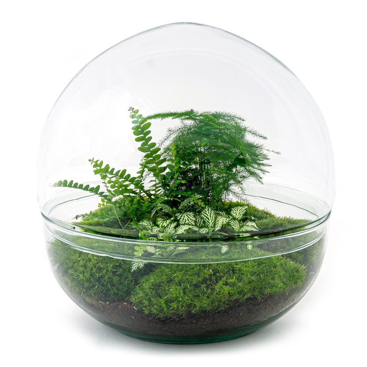 DIY terrarium - Dome XL - ↕ 30 cm - Normal with lush ferns and moss in a clear dome-shaped glass pot.