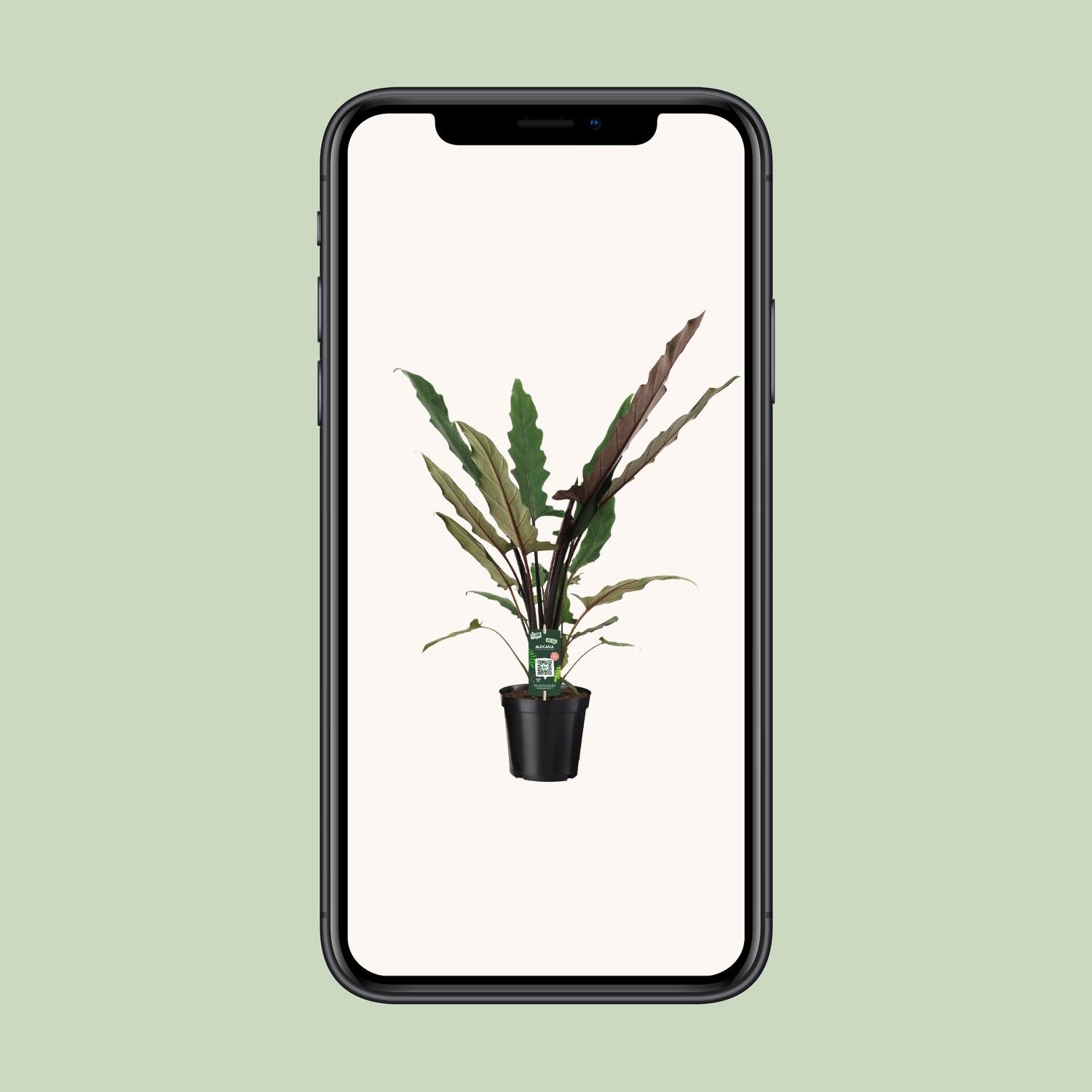 Alocasia Lauterbachiana - Ø19cm - ↕80cm in een zwarte plantenpot, groene bladeren, op een lichte achtergrond.