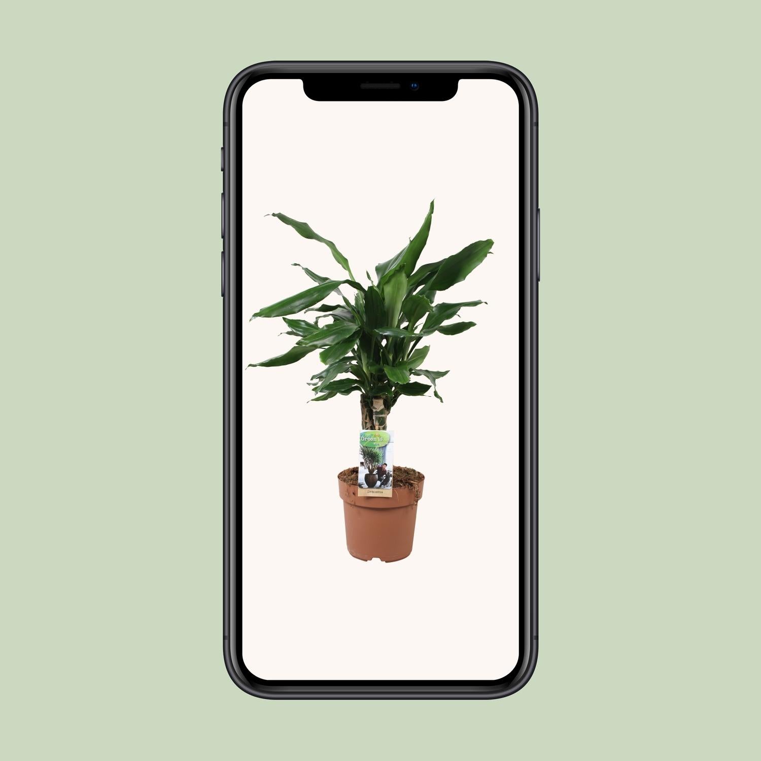 Dracaena Fagrans Steudneri Green - Ø17cm - ↕55cm in een bruine plantenpot, met groene bladeren, ideaal voor een kamerplant of terrarium.