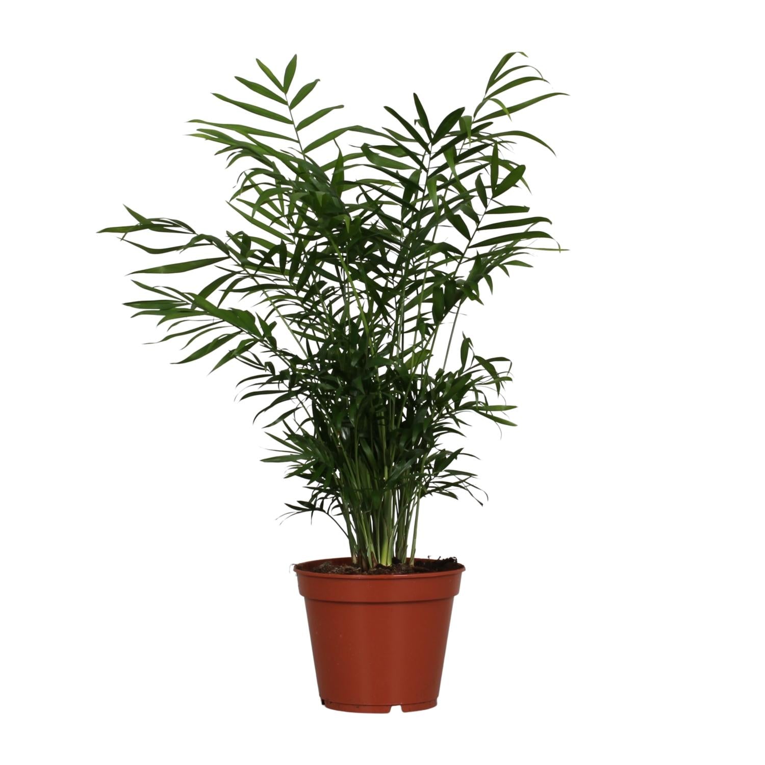 Chamaedorea Elegans - Ø17cm - ↕55cm in a brown planter, vibrant green leaves, ideal for indoor spaces and terrariums.