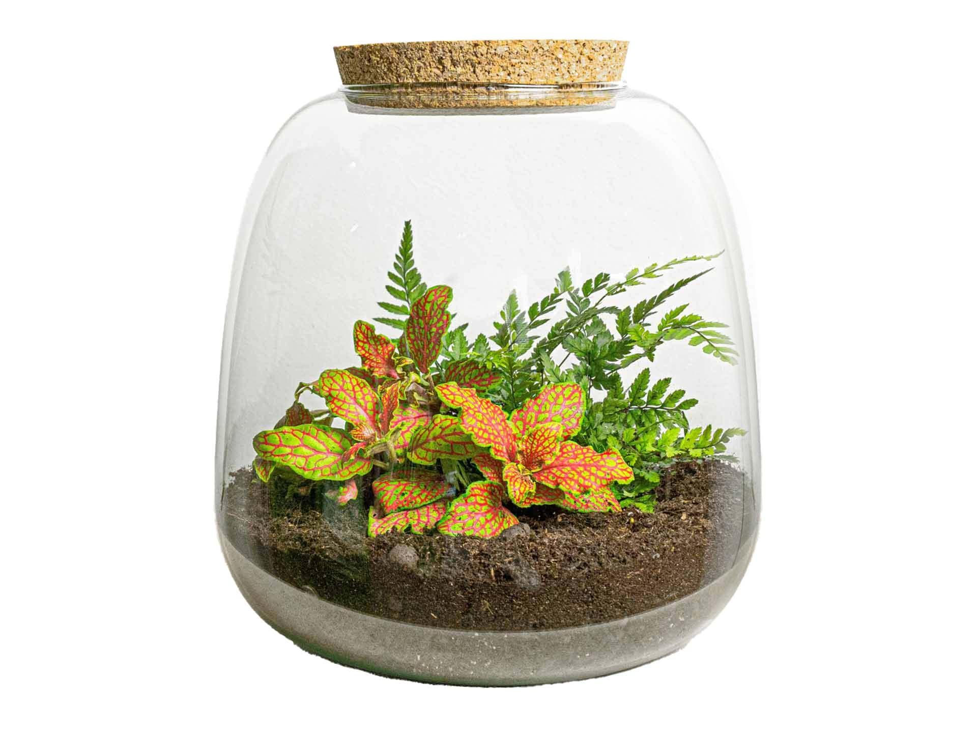 Planten terrarium - Emma Mini - DIY kit - ↑ 20 cm - Ø 19 cm - Fittona Ruby Lime in ronde glazen pot met kurken deksel.
