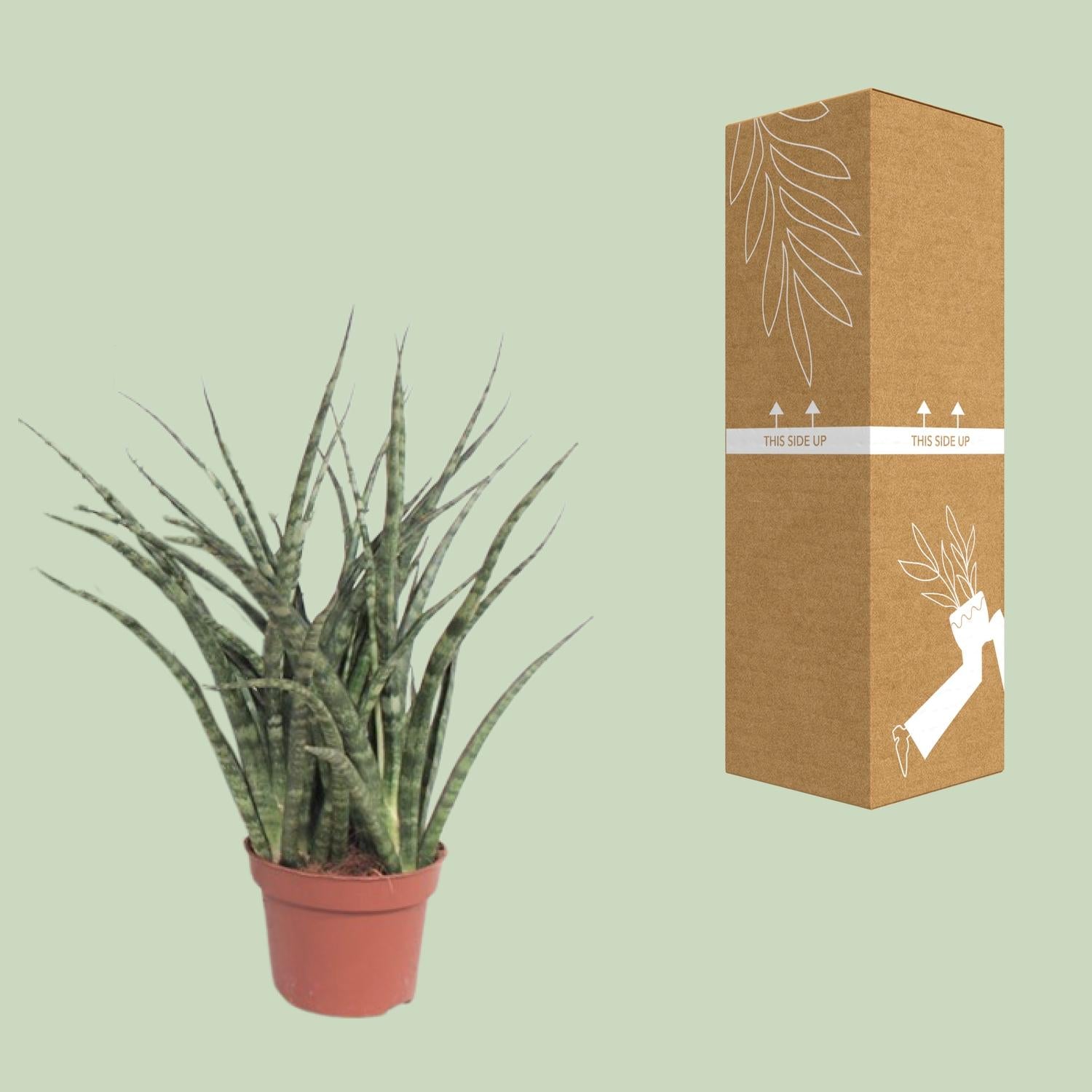 Sansevieria Fernwood Punk - Ø12cm - ↕35cm in a terracotta pot beside its packaging on a light green background.