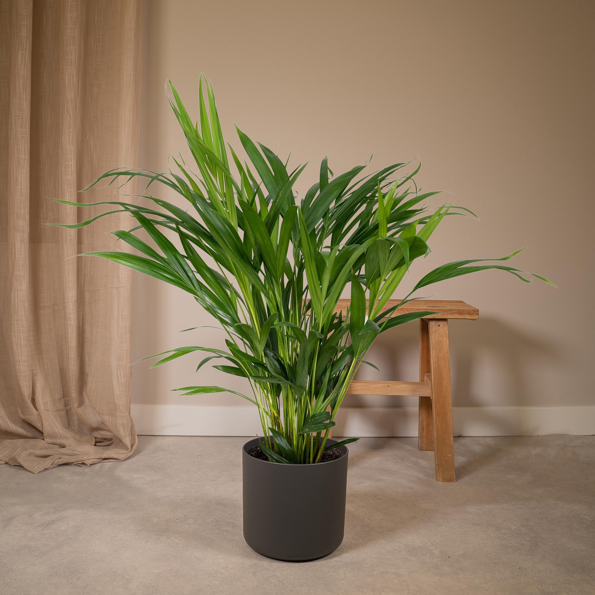 Dypsis Lutescens - Areca - Ø17cm - ↕60cm, groene kamerplant in zwarte pot, staand in lichte kamer met houten tafel.