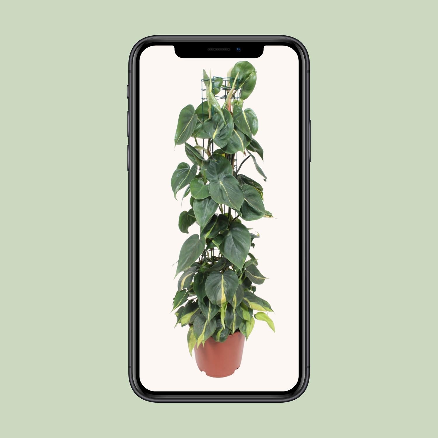 Philodendron Scandens Brasil - Ø24cm - ↕120cm in a brown pot with lush green leaves, displayed on a smartphone.