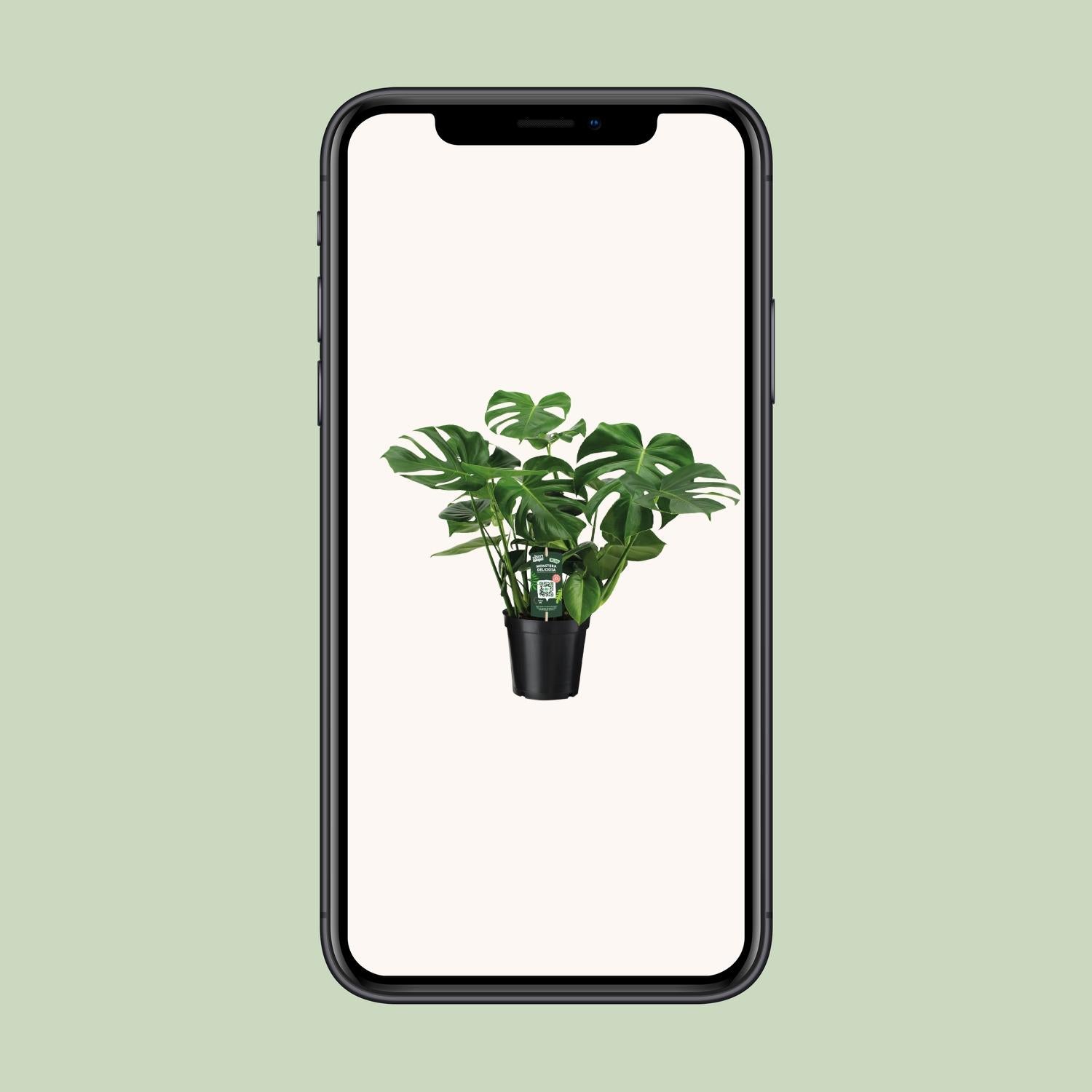 Monstera Deliciosa - Ø21cm - ↕65cm in a black pot, displayed on a smartphone with a light background.