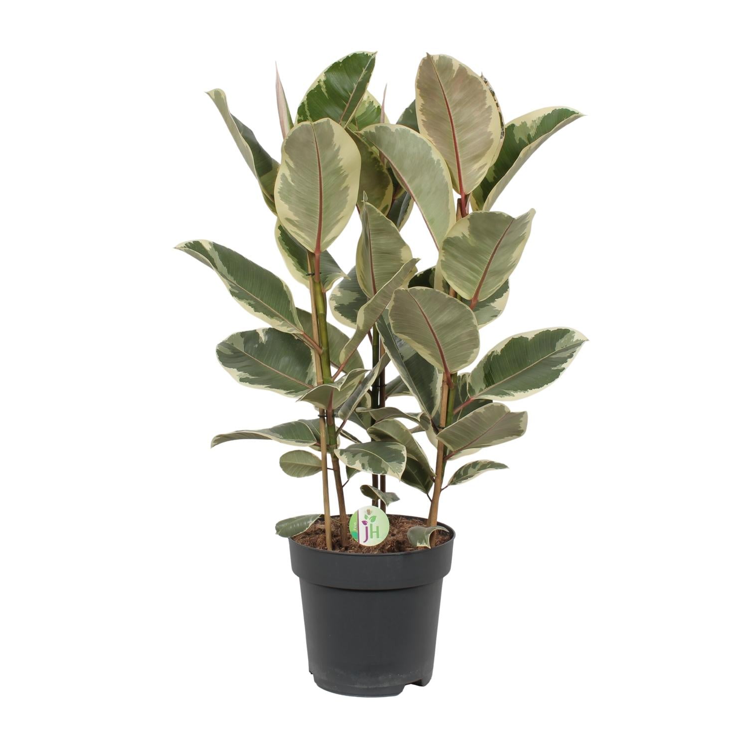 Ficus Tineke - Ø27cm - ↕85cm in zwarte plantenpot, groene en crèmekleurige bladeren, kamerplant.