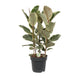 Ficus