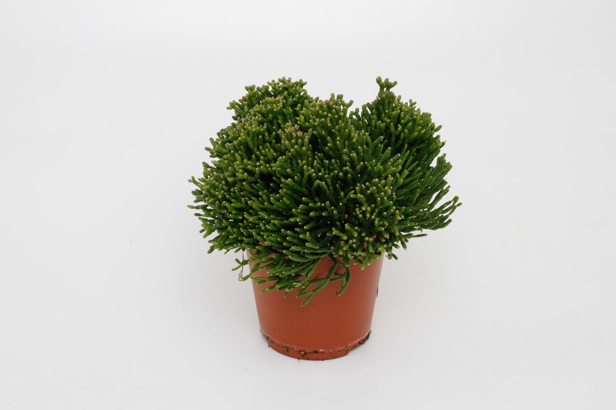 Hatiora Salicorniodes - Ø12cm - ↕15cm in een terracotta plantenpot, groene kamerplant, perfect voor een terrarium.