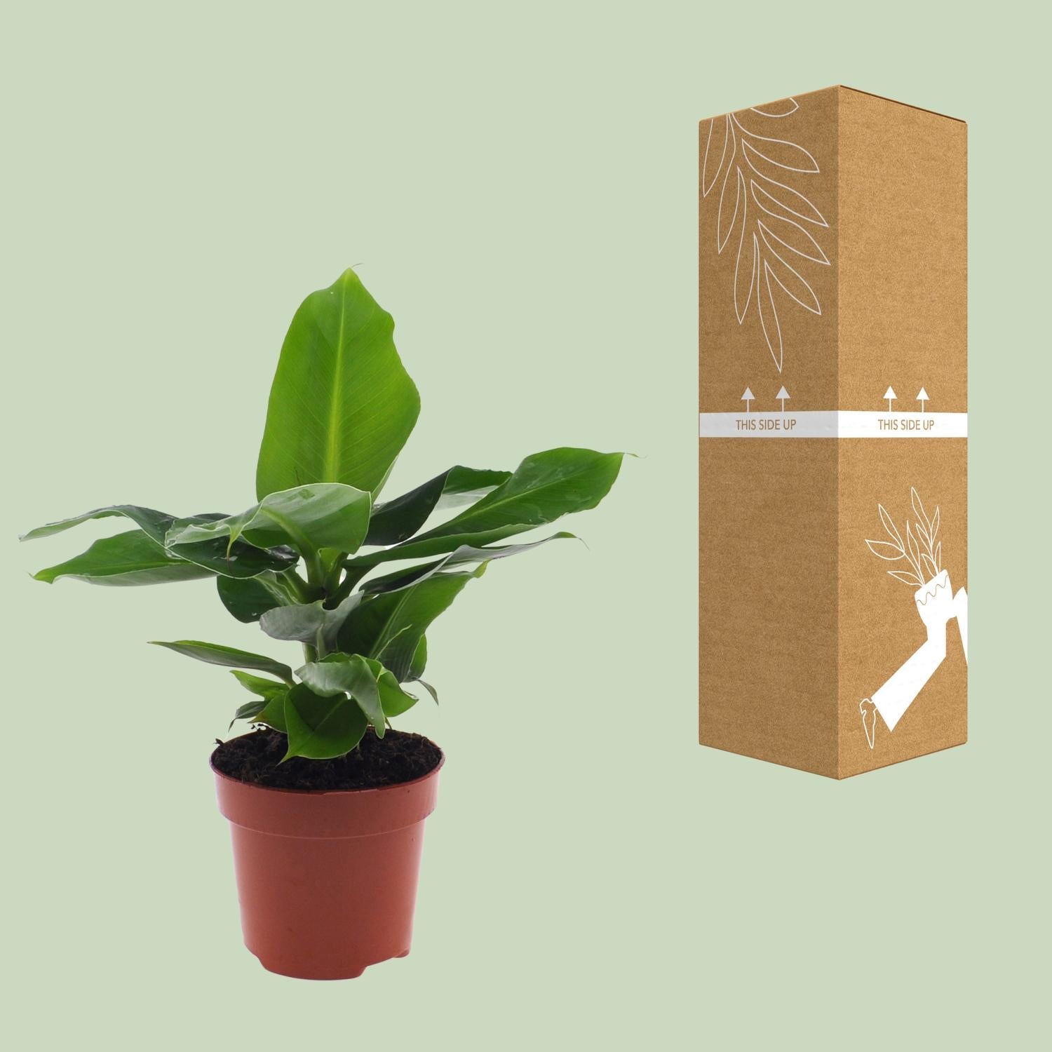 Musa Oriental Dwarf - Ø12cm - ↕25cm in a brown pot with green leaves beside its eco-friendly packaging.