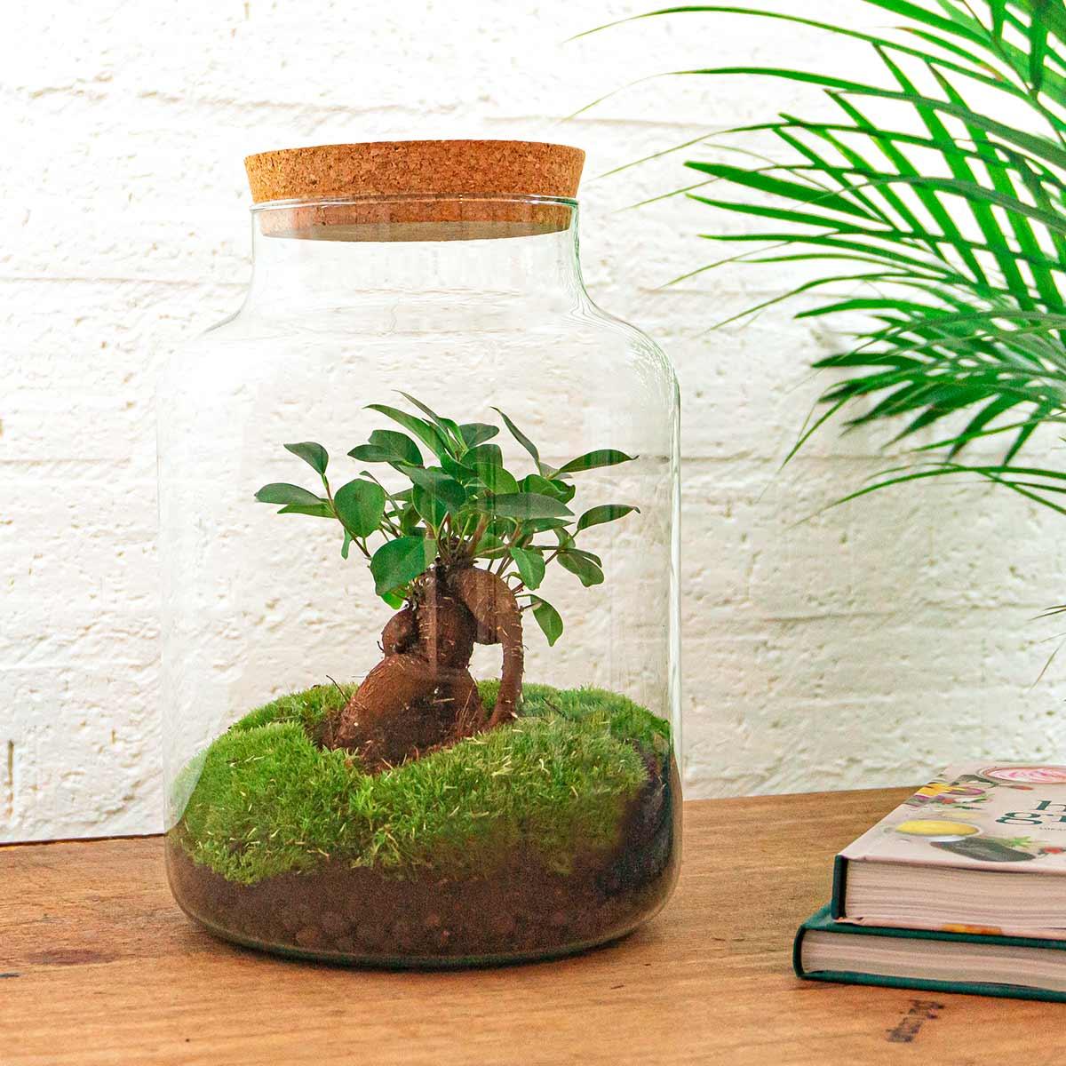 DIY terrarium - Milky with bonsai - ↕ 30 cm - Normal, glazen pot met bonsai en mos, Ø 21 cm.