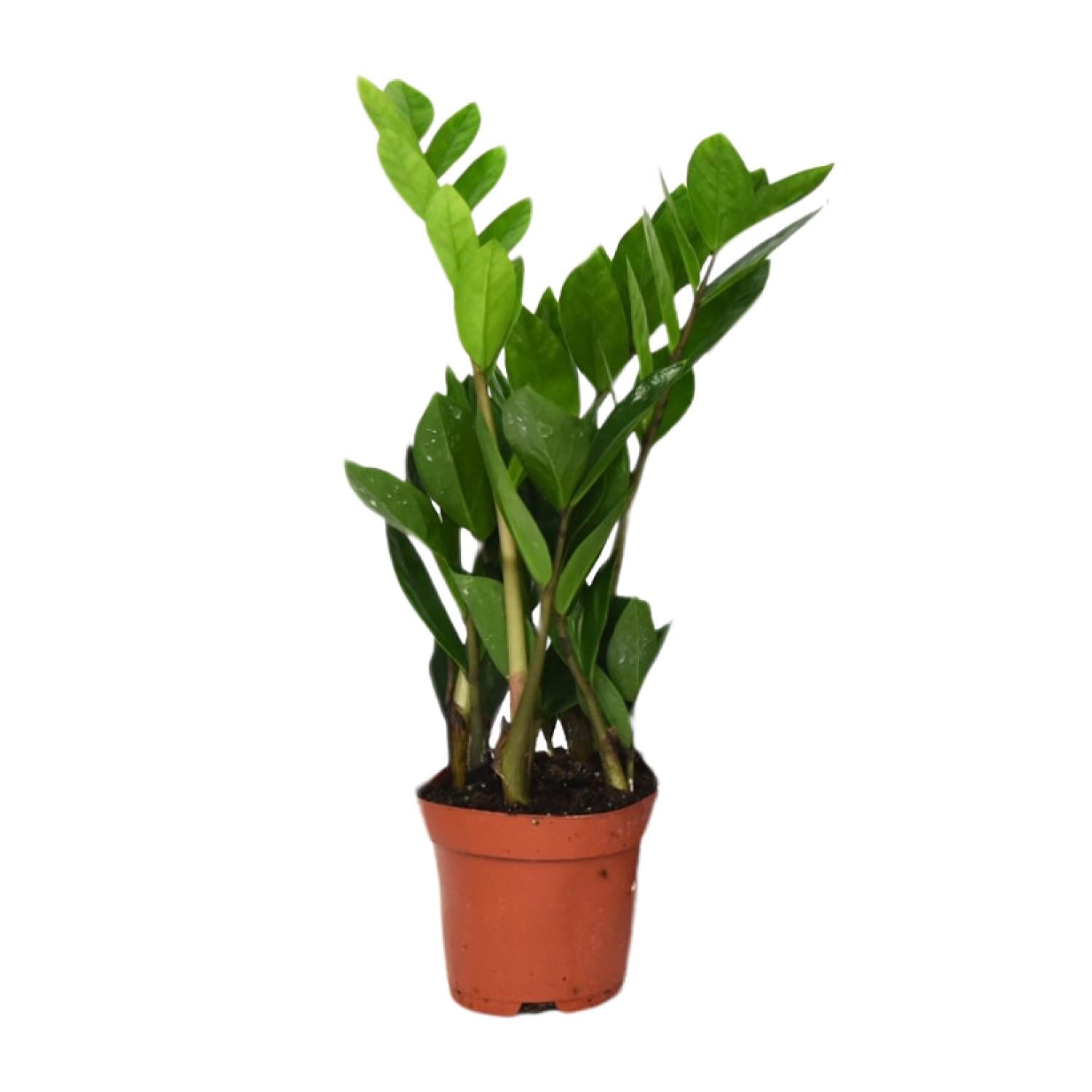 Zamioculcas