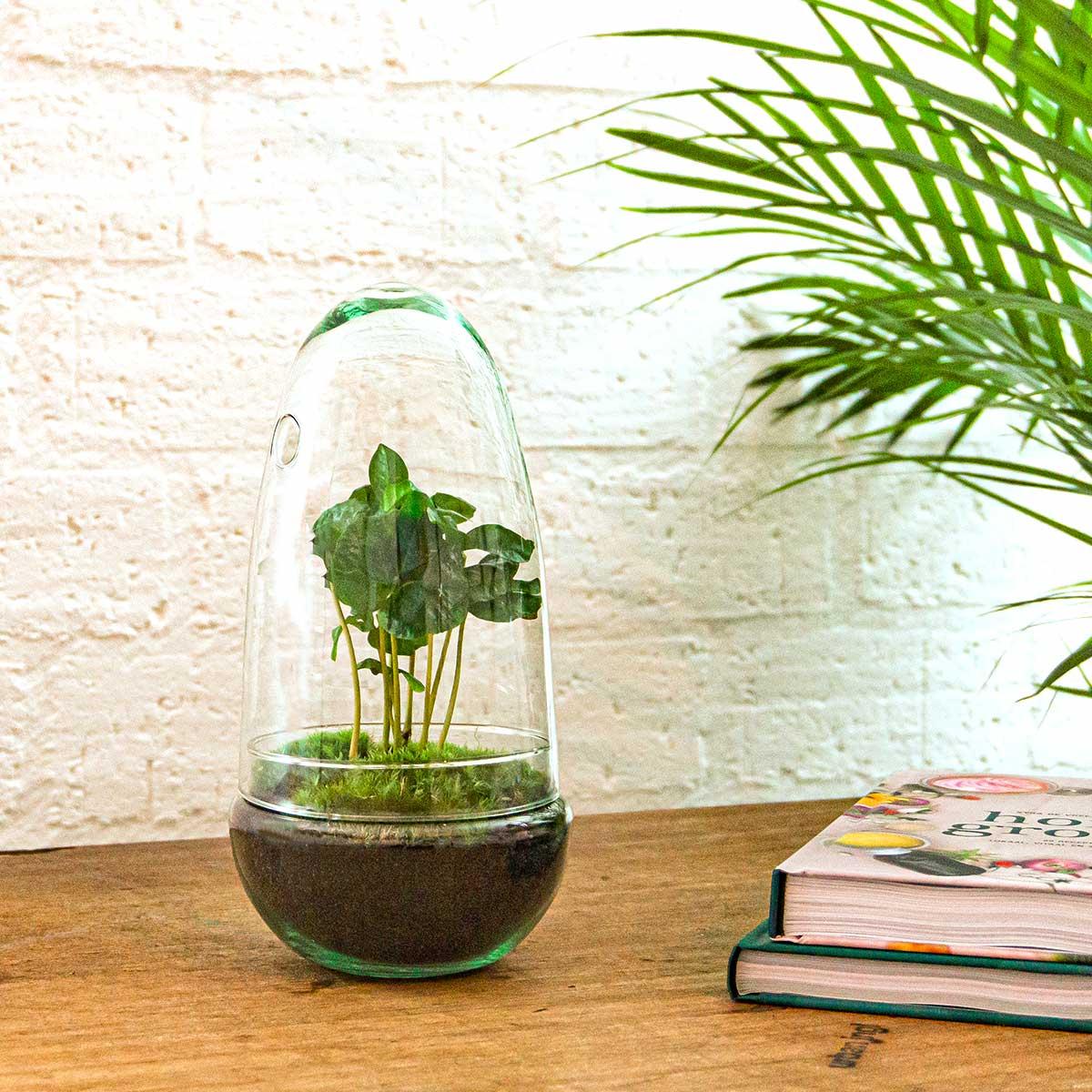DIY terrarium - Egg Coffea Arabica - ↕ 25 cm with green plants, glass pot, and wooden table background.