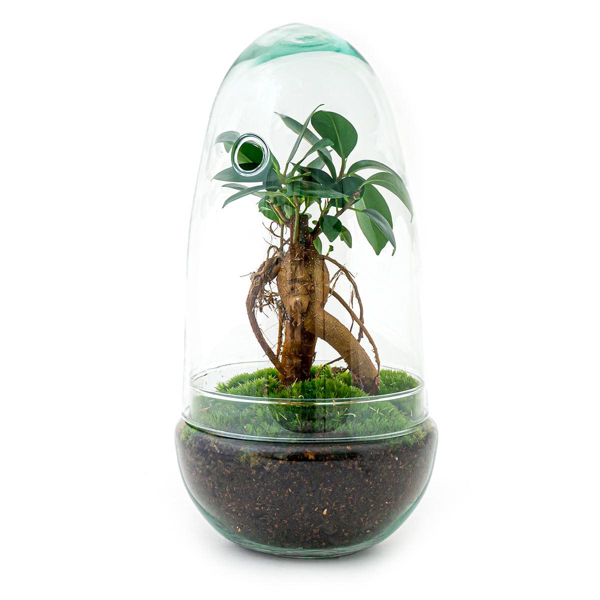 DIY terrarium - Egg Bonsai - ↕ 25 cm, met een groene plant en mos in een ronde glazen pot.
