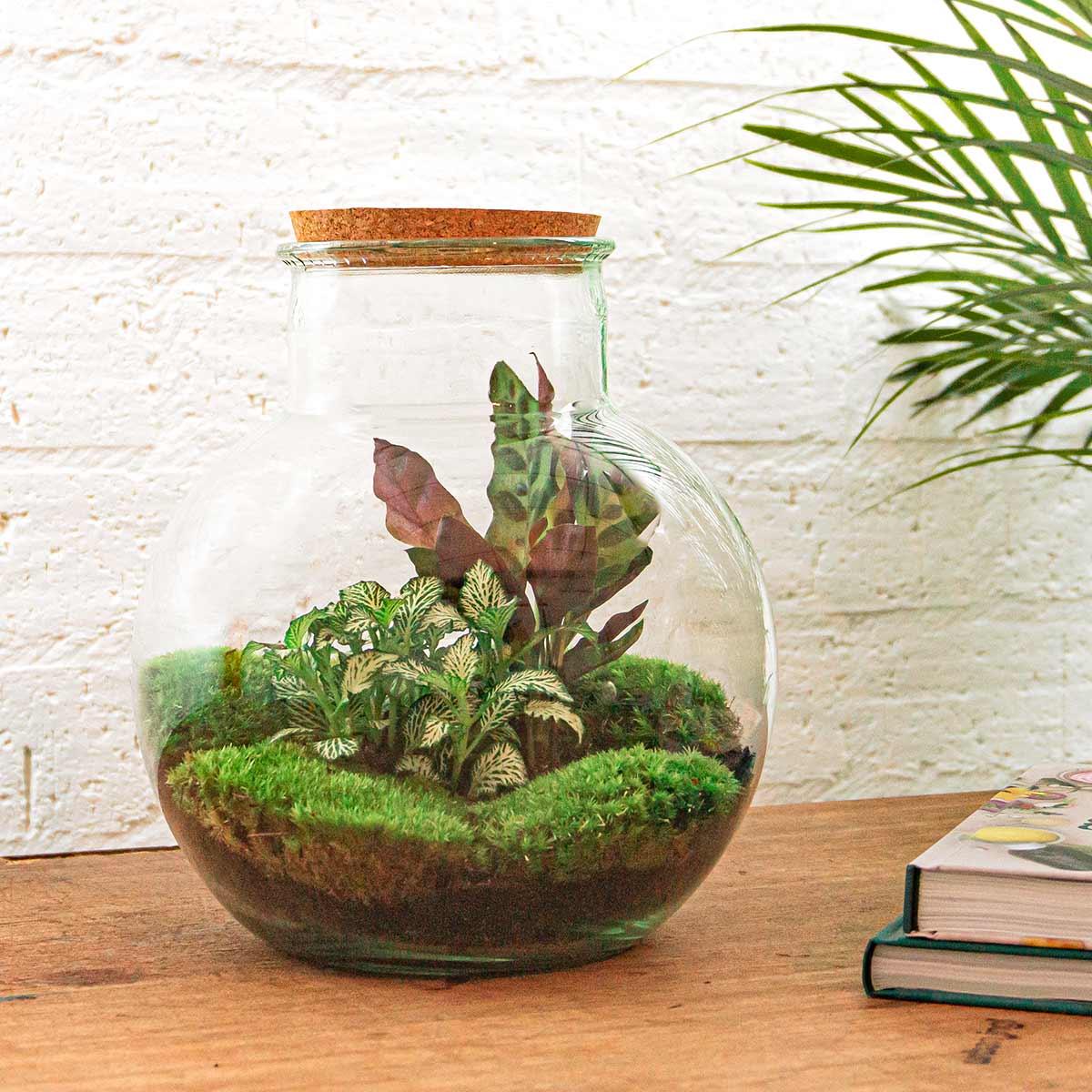DIY terrarium - Teddy - ↕ 26,5 cm - Normal with various plants, moss, and cork lid on wooden table.