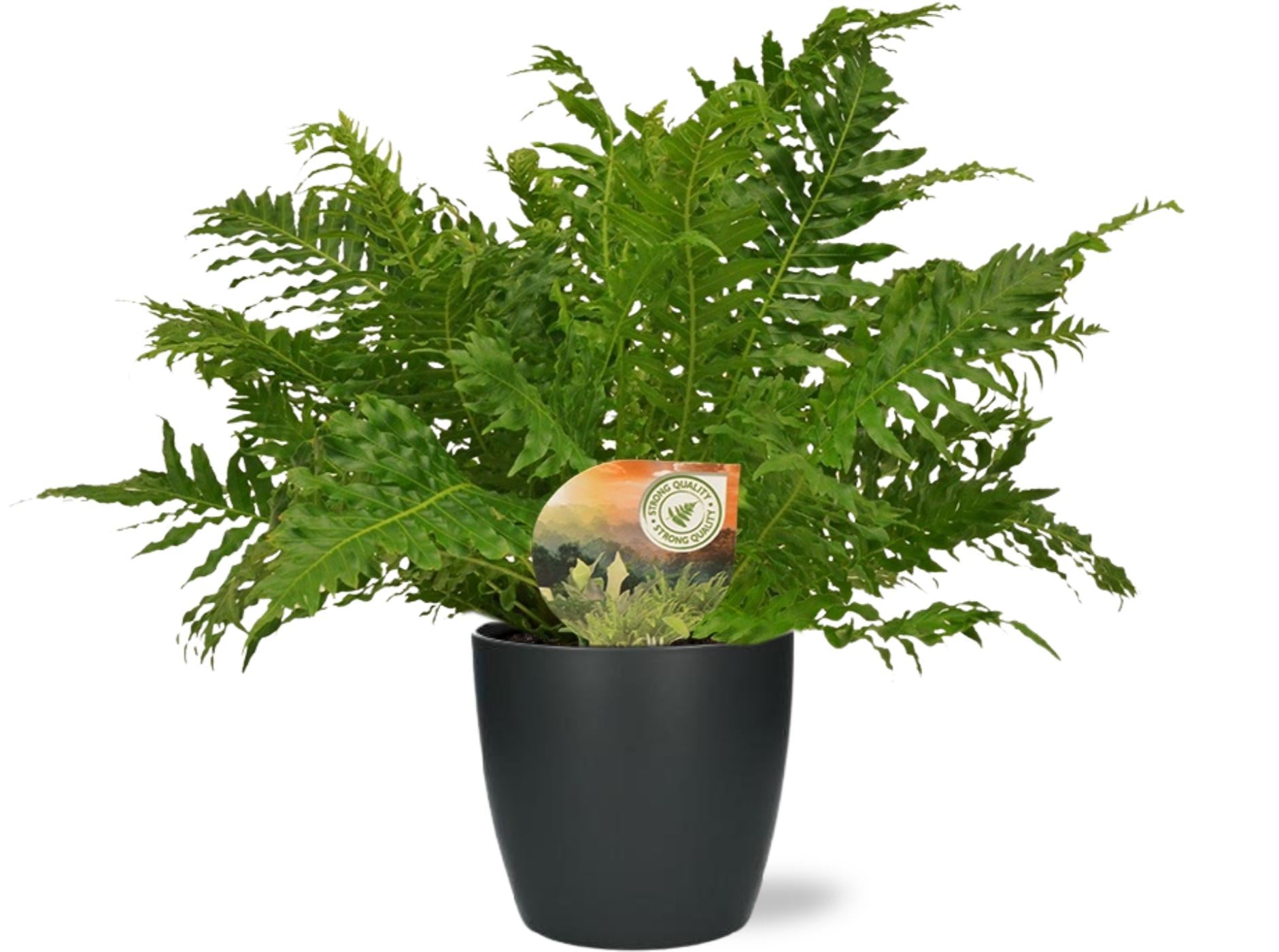 Blechnum Silver Lady - Ø17cm - ↕50cm + Pot Brussels D18x17cm - Anthracite, groene plant in zwarte plantenpot.