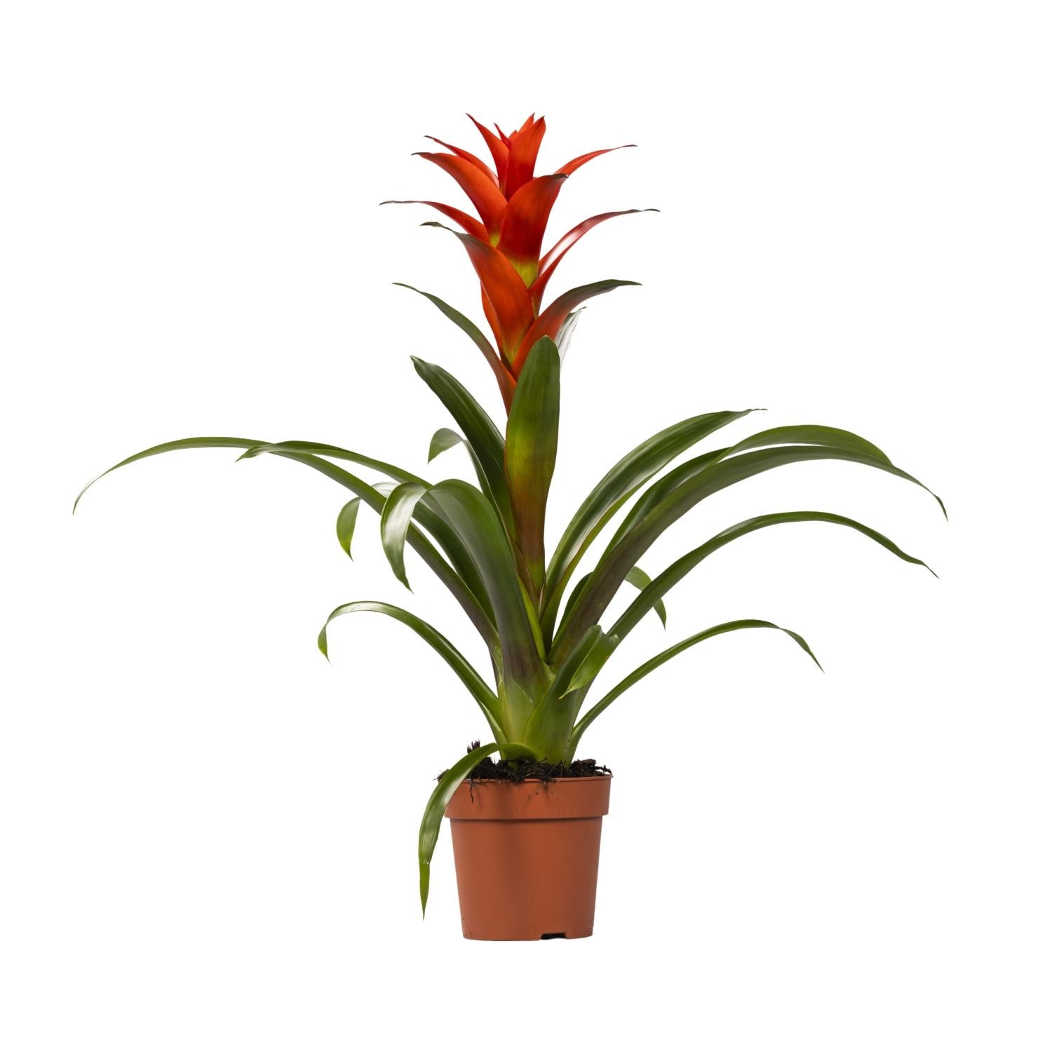 Guzmania Ostara - Ø12cm - ↕45cm in een bruine plantenpot met groene bladeren en oranje bloemen op een witte achtergrond.