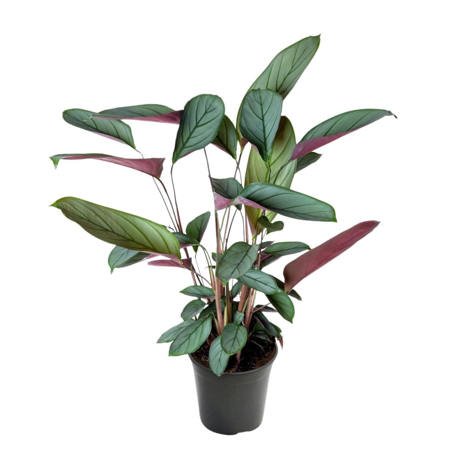 Ctenanthe Setosa - Ø17cm - ↕60cm in zwarte plantenpot, groene bladeren met paarse tinten, ideale kamerplant voor terrarium.