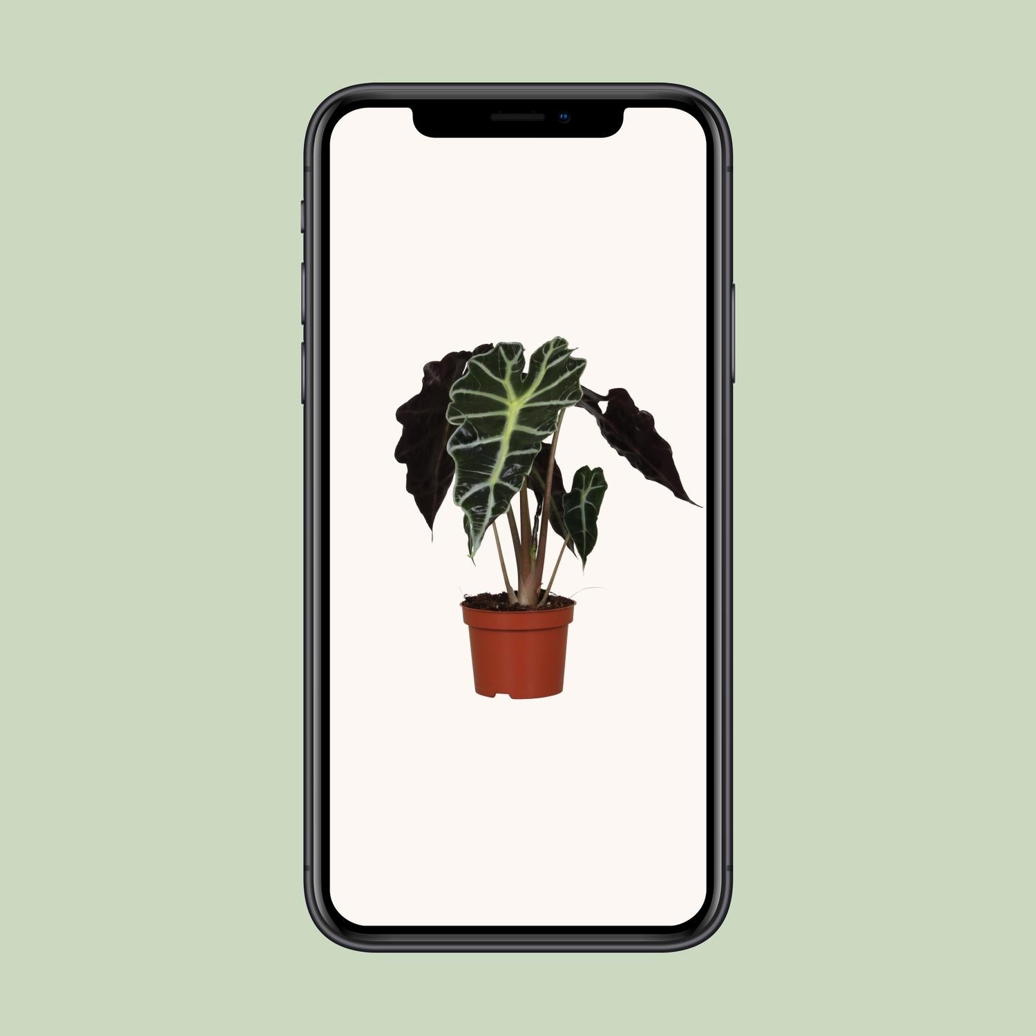 Alocasia Amazonica Polly - Ø12cm - ↕30cm in a brown plants pot, displayed on a light background, featuring large, variegated leaves.