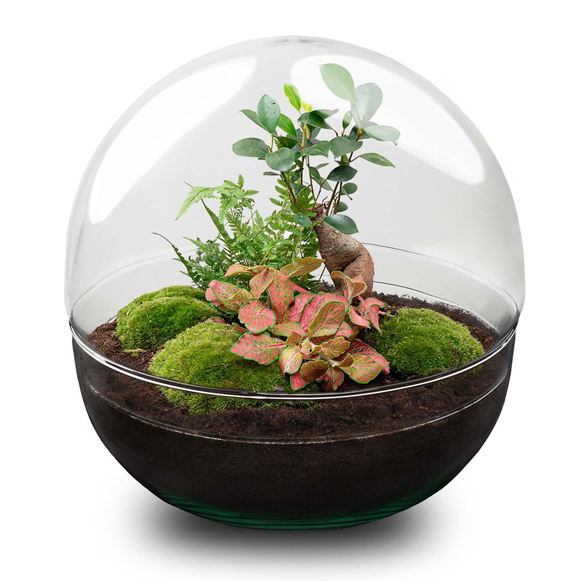 DIY terrarium - Dome XL - Ficus Ginseng Bonsai - ↕ 30 cm - Normal with green plants and moss in a glass dome.