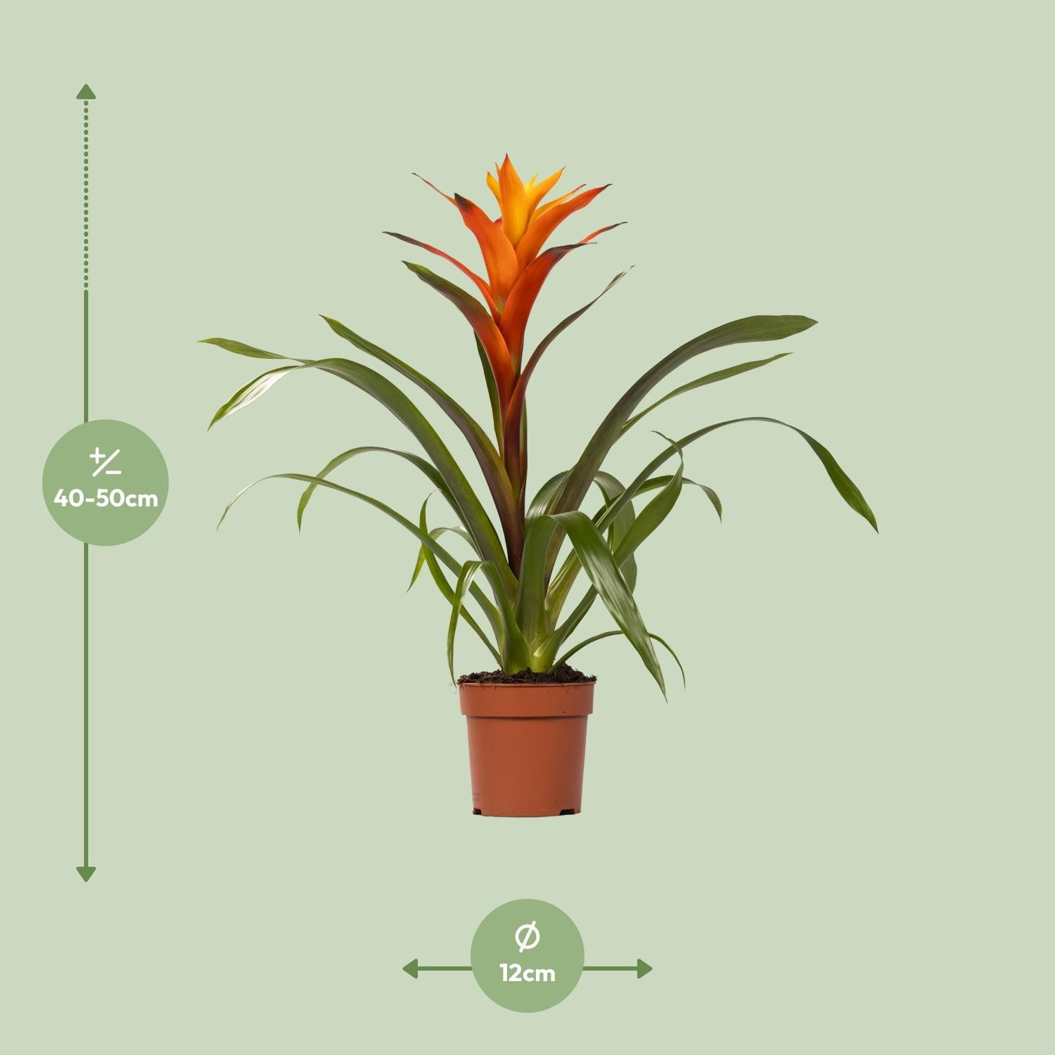 Guzmania Variada - Ø12 ↕50, groene kamerplant in terracotta plantenpot, hoogte 40-50 cm, binnenomgeving.