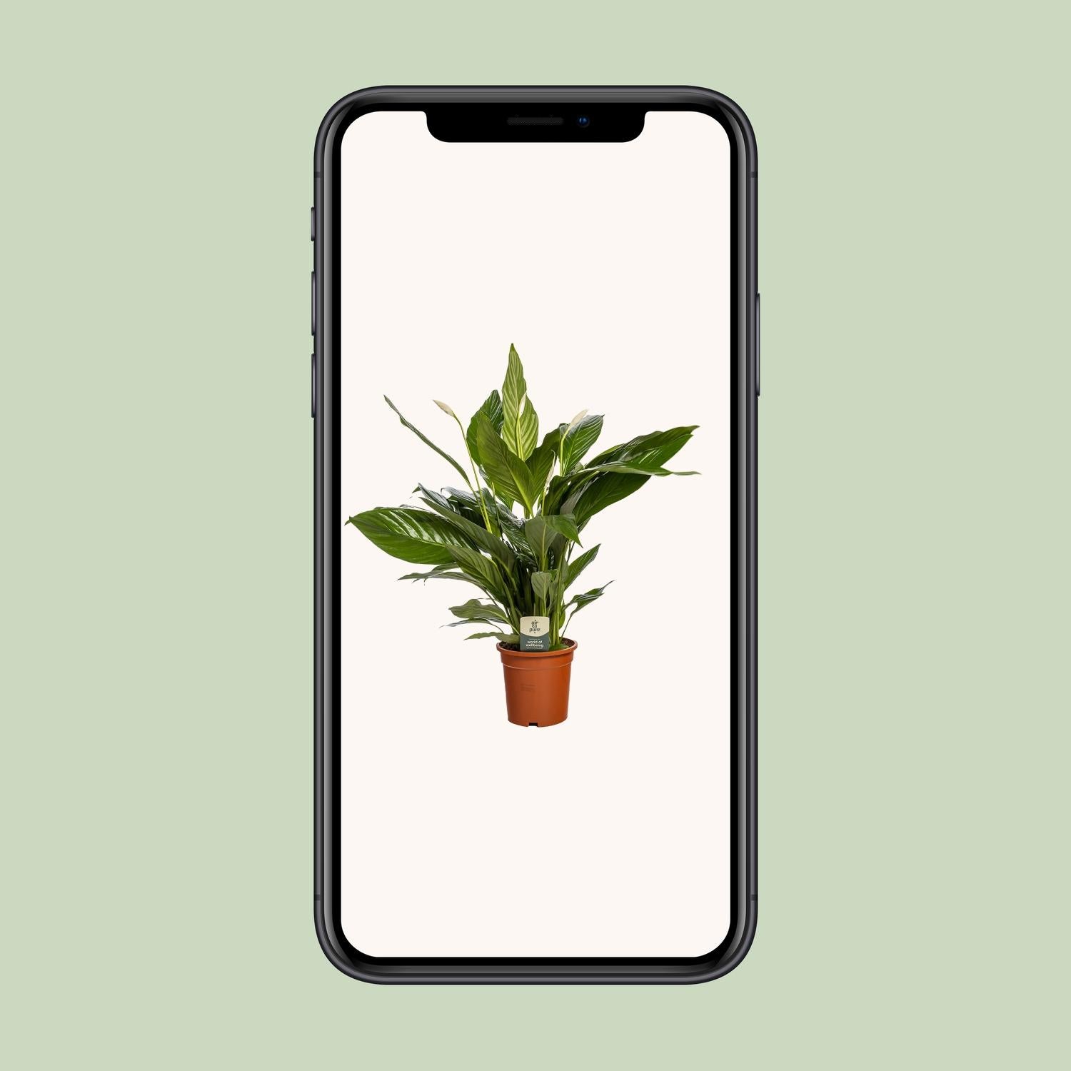 Spathiphyllum Bingo Cupido - Ø19cm - ↕80cm, groene kamerplant in een terracotta plantenpot, staande in een smartphone afbeelding.