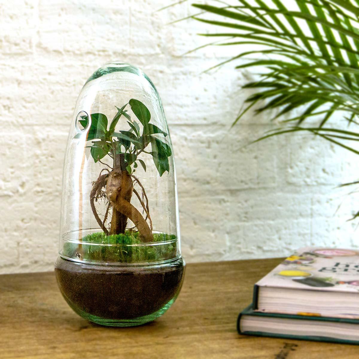 DIY terrarium - Egg Bonsai - ↕ 25 cm with green plant in glass pot, surrounded by a palm leaf, on wooden table.