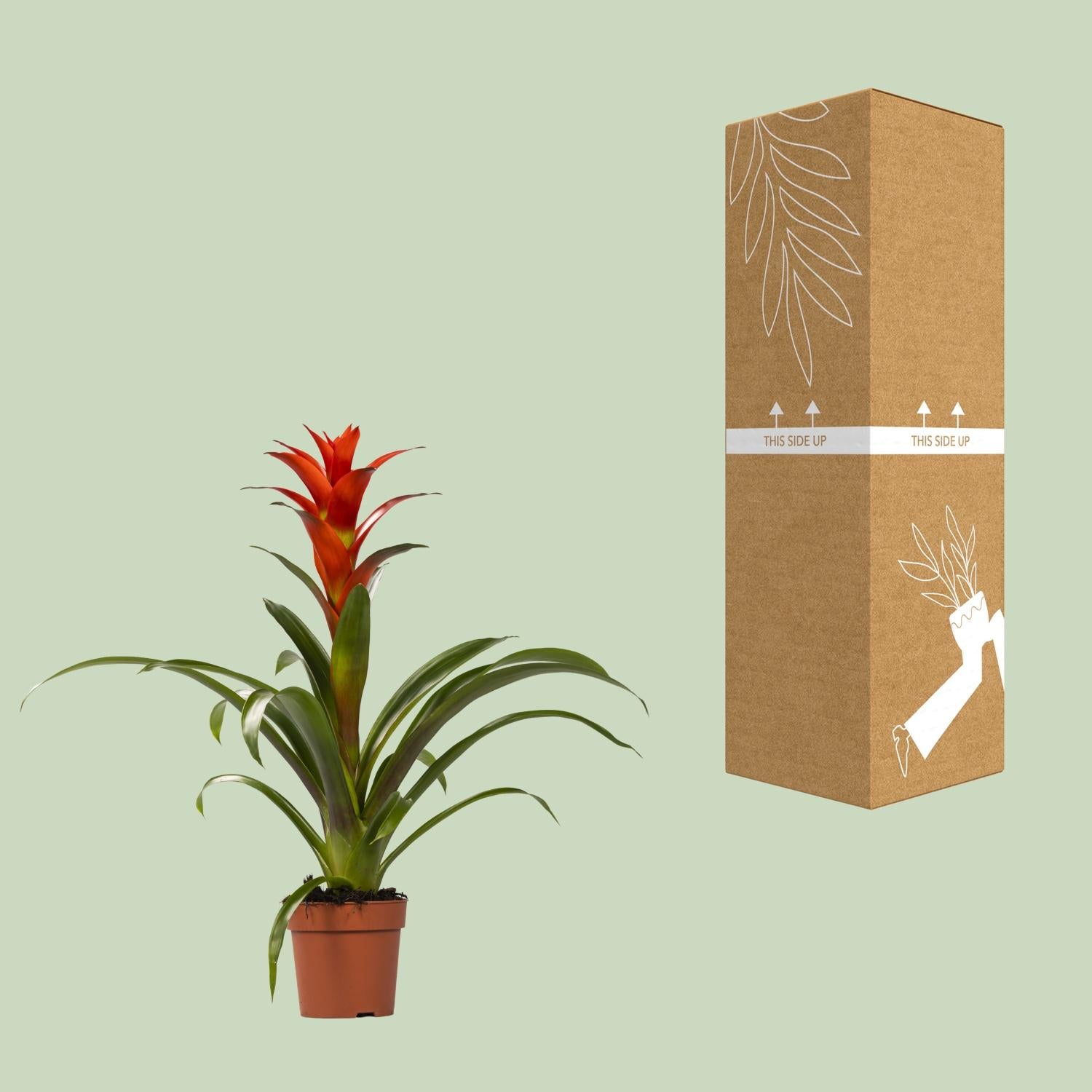Guzmania Ostara - Ø12cm - ↕45cm in a brown planter, standing next to a cardboard box on a light green background.