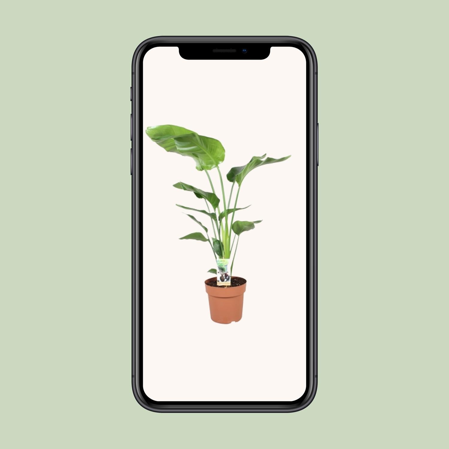 Strelitzia Nicolai - Ø21cm - ↕90cm in een bruine plantenpot, staande op een lichte achtergrond met een smartphone omringd door groen.