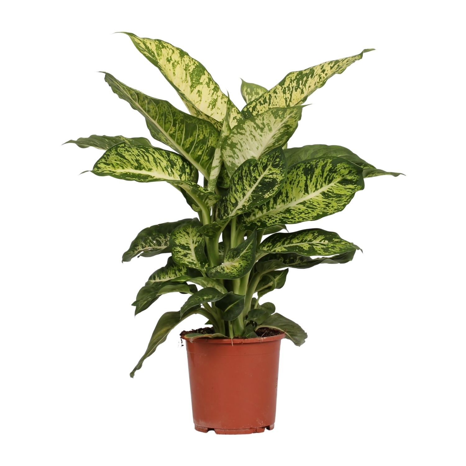 Dieffenbachia Mars - Ø17cm - ↕50cm, groene kamerplant in bruine plantenpot met opvallende gevlekte bladeren.