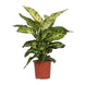 Dieffenbachia