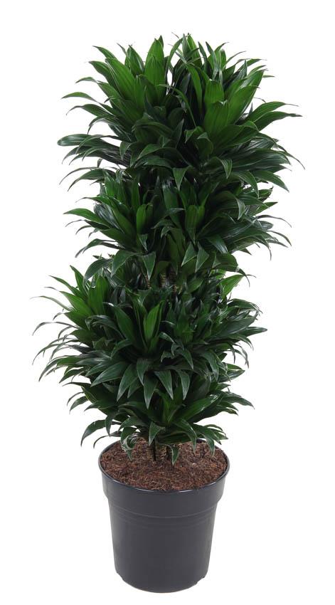 Dracaena Compacta Vertakt P27 - Ø27cm - ↕100cm in zwarte plantenpot, weelderige groene bladeren, indoor kamerplant.