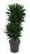Dracaena