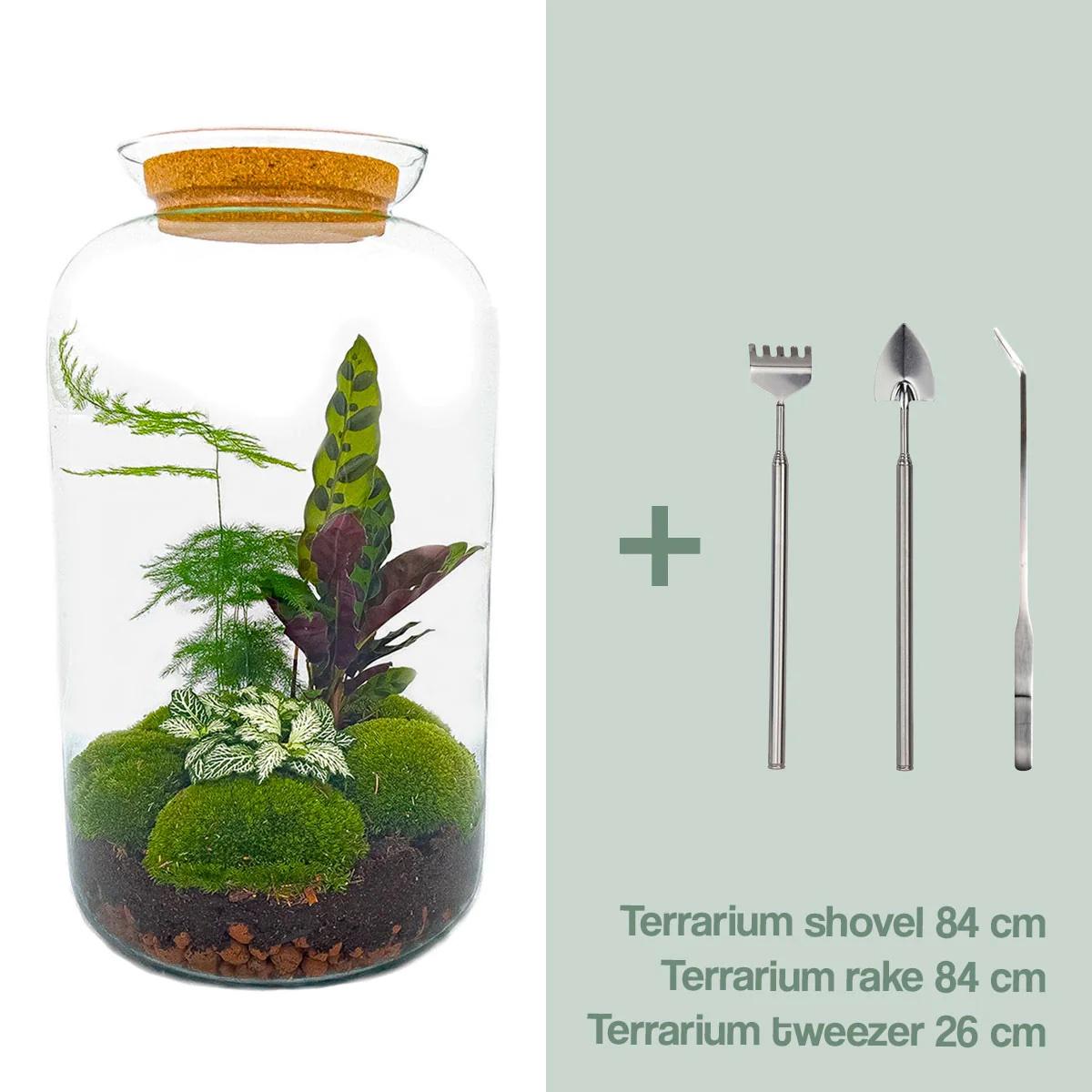 DIY terrarium - Botanical Sven XL - ↕ 43 cm - plant with moss in glass jar, including rake, shovel, and tweezer, dimensions visible.