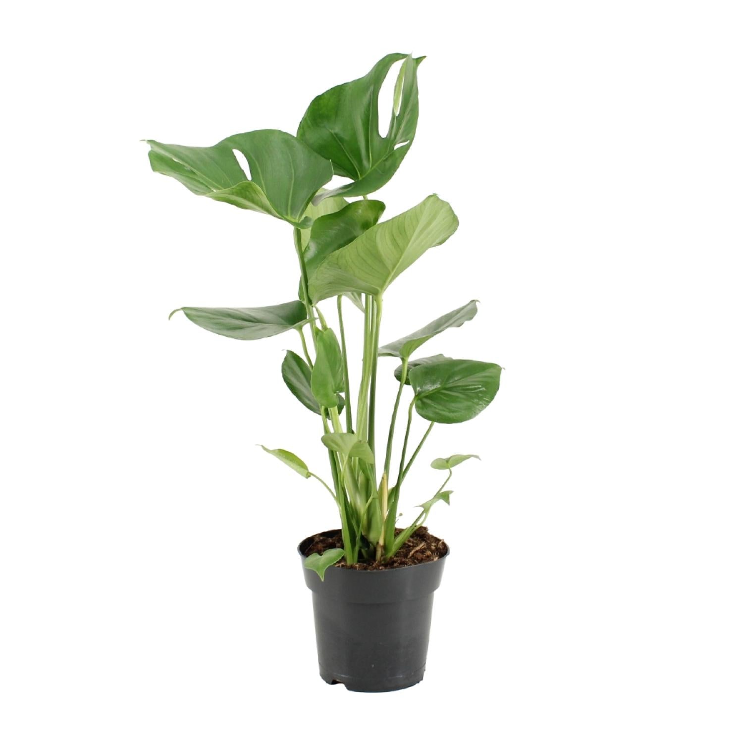 Monstera Deliciosa - Ø17cm - ↕60cm in een zwarte plantenpot, groene bladeren, binnenomgeving.
