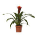 Guzmania