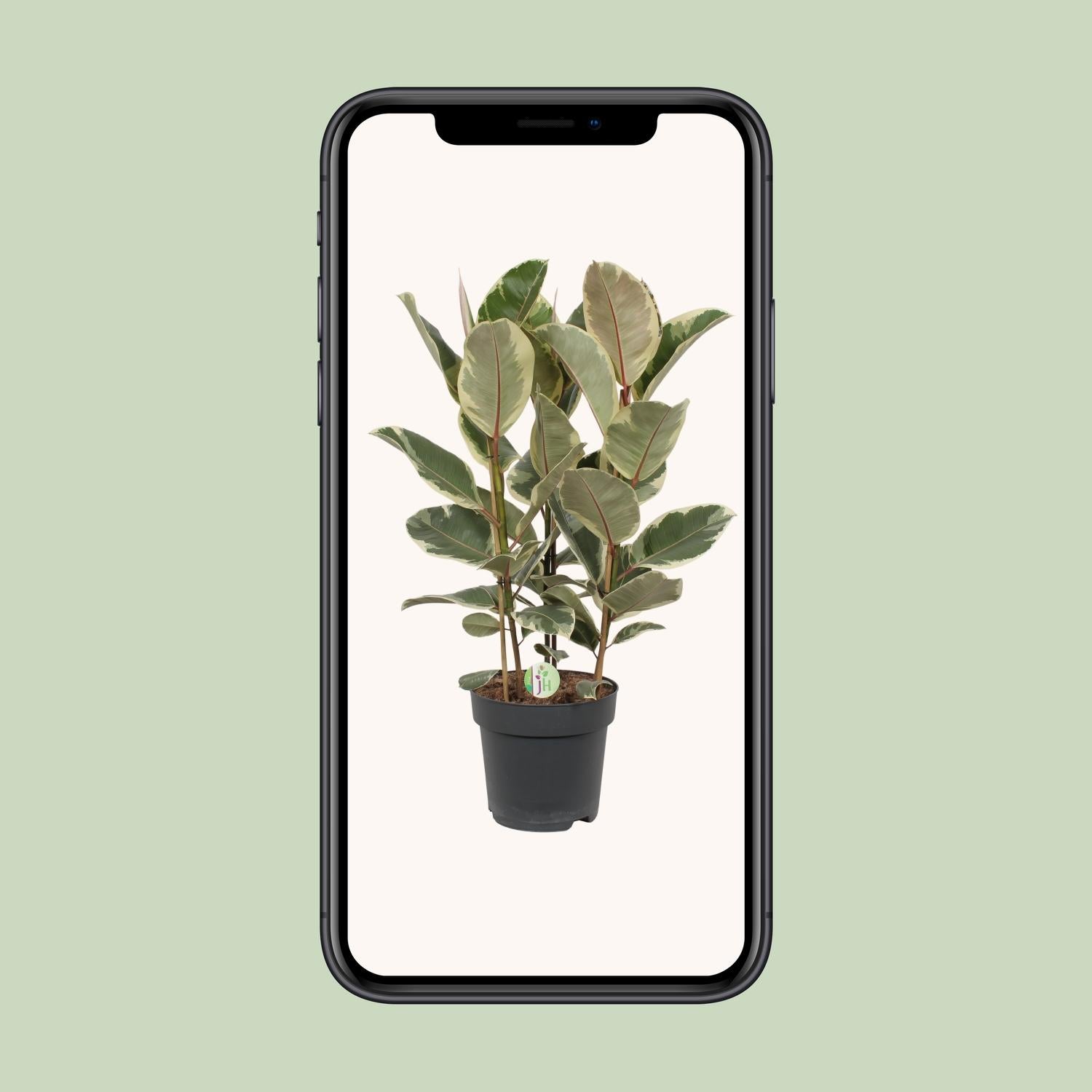 Ficus Tineke - Ø27cm - ↕85cm in zwarte plantenpot, kamerplant met groene en crèmekleurige bladeren, staand in mobiel.
